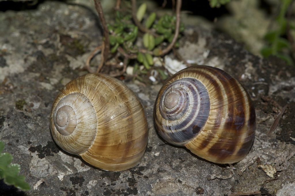 Helix ligata m.te Cucco