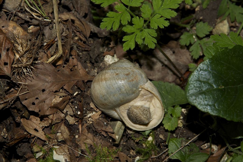 Helix ligata m.te Cucco