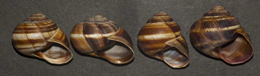 Helix straminea m.te Cucco (PG)