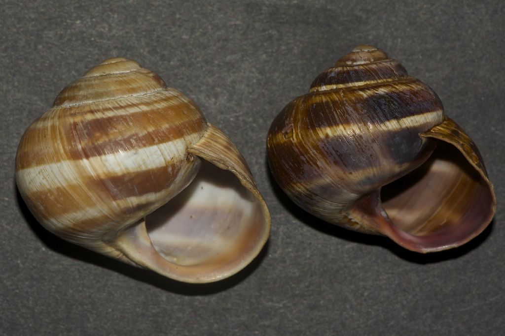 Helix straminea m.te Cucco (PG)