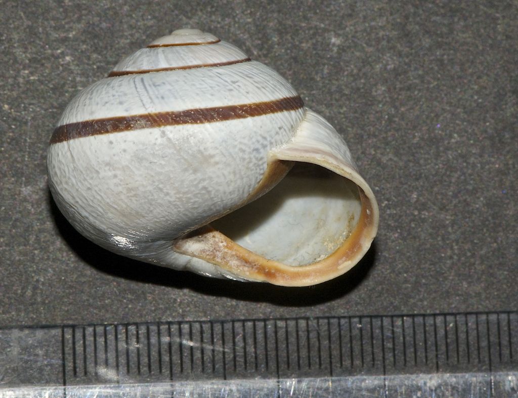 Cepaea nemoralis etrusca