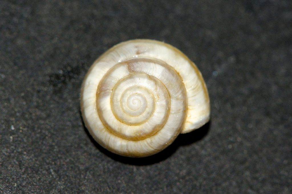 Monacha pseudorothii ? Astypalea Grecia