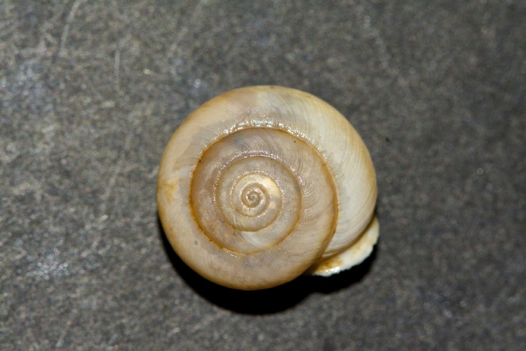 Helicigona sp. ?? Astypalea Grecia
