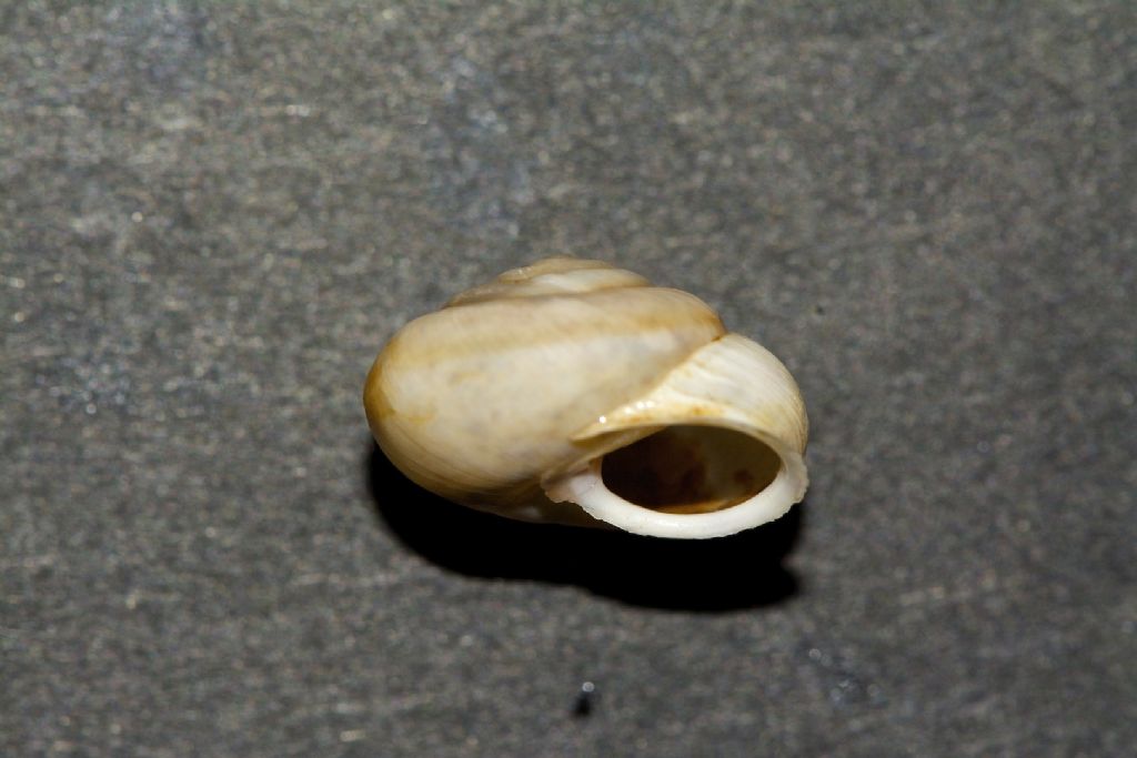 Helicigona sp. ?? Astypalea Grecia