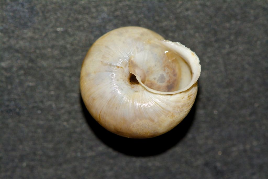 Helicigona sp. ?? Astypalea Grecia