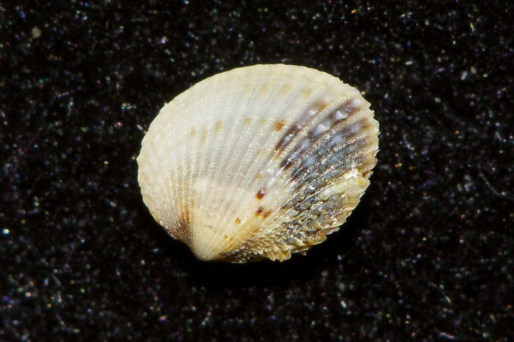Cardium  ??  Cabo de Gata Almeria