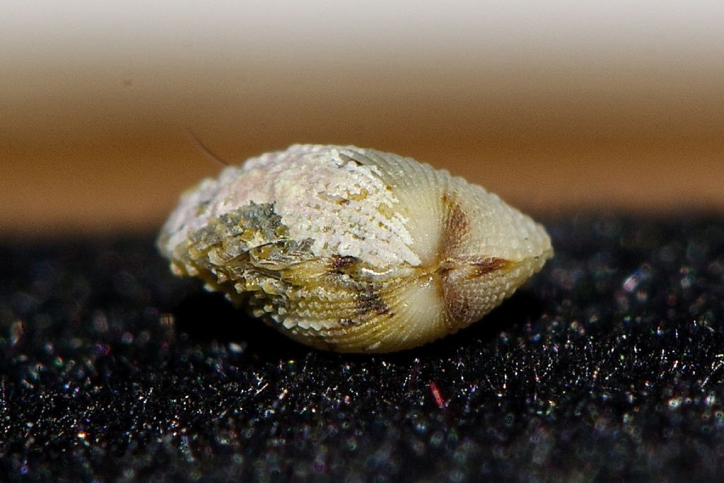 Cardium  ??  Cabo de Gata Almeria