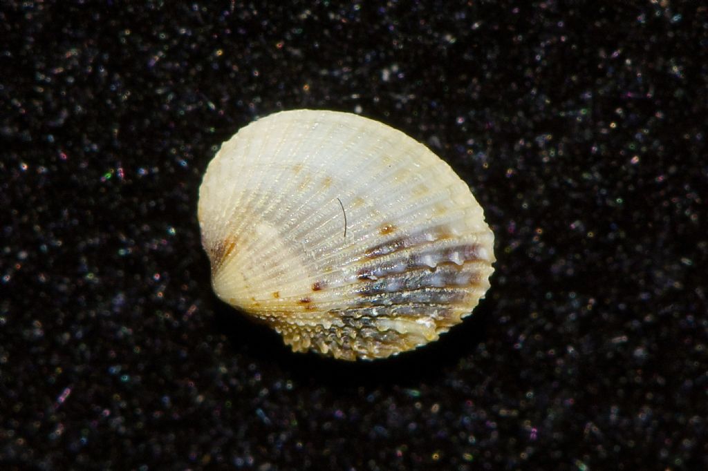 Cardium  ??  Cabo de Gata Almeria