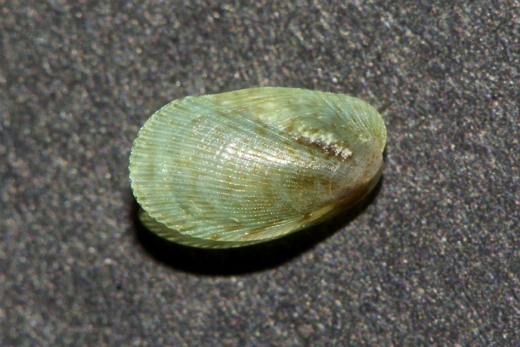 Bivalve Cabo de Gata Almeria
