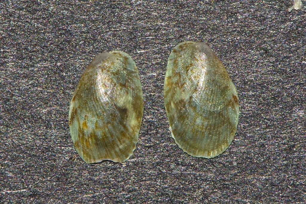 Bivalve Cabo de Gata Almeria