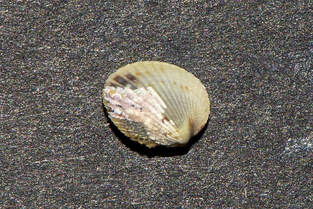 Cardium  ??  Cabo de Gata Almeria