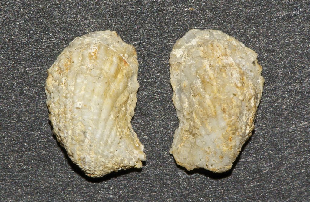 Bivalvi spagnoli