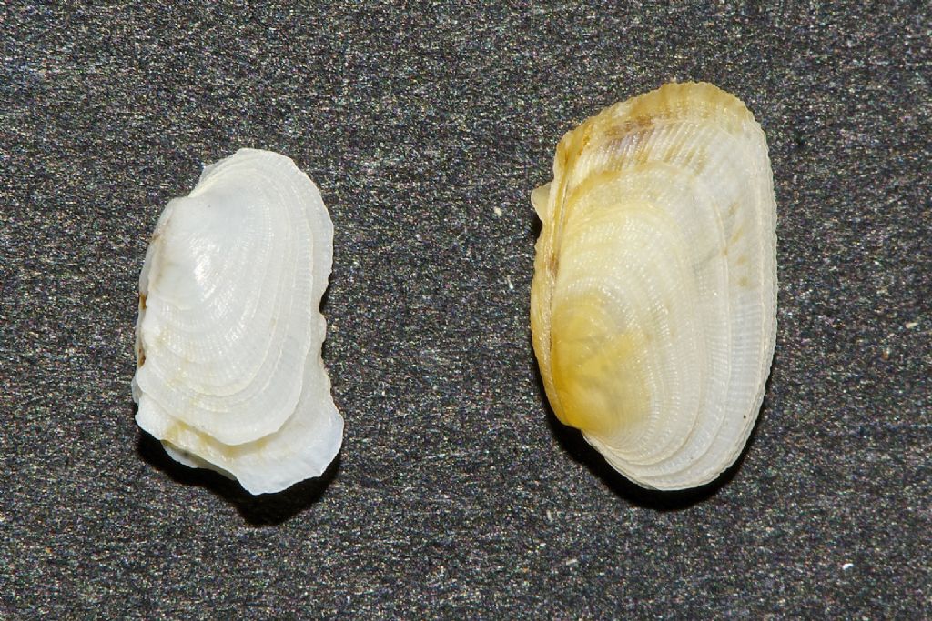 Bivalvi spagnoli