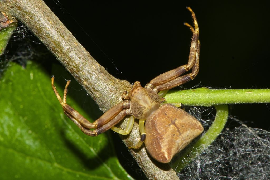 Pistius truncatus -  Bentivoglio (BO)