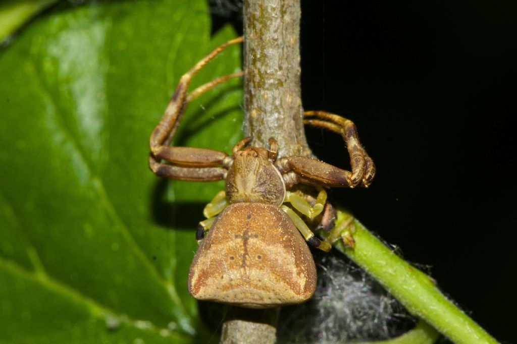 Pistius truncatus -  Bentivoglio (BO)