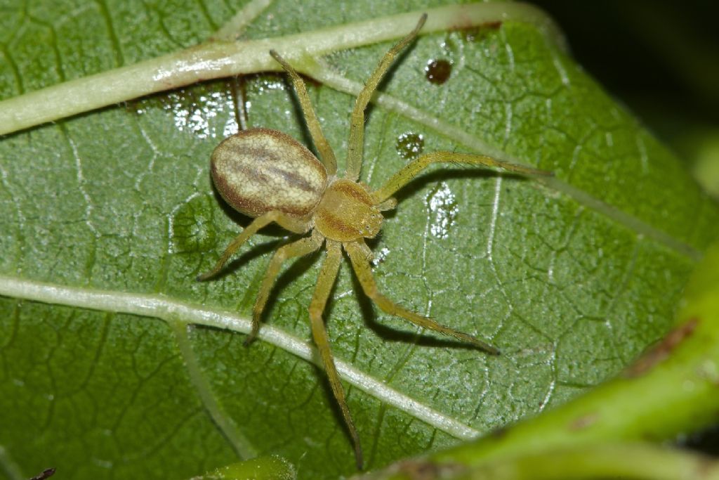 Philodromus cf. rufus - Calcara (BO)
