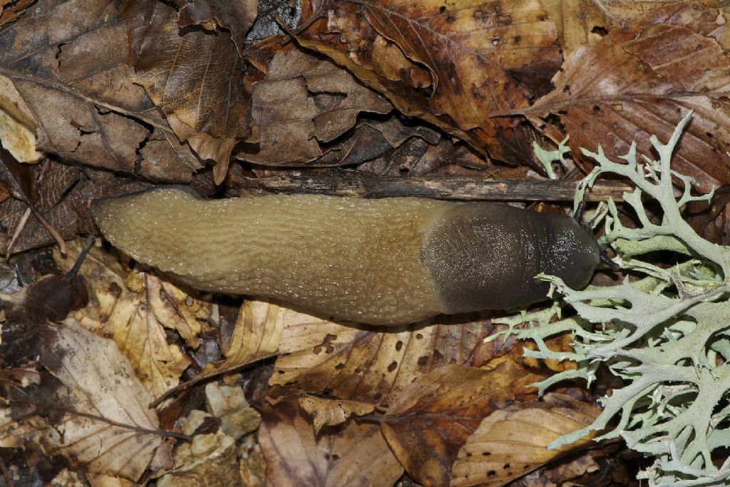 Limax cinereoniger da Grintovec Slovenia