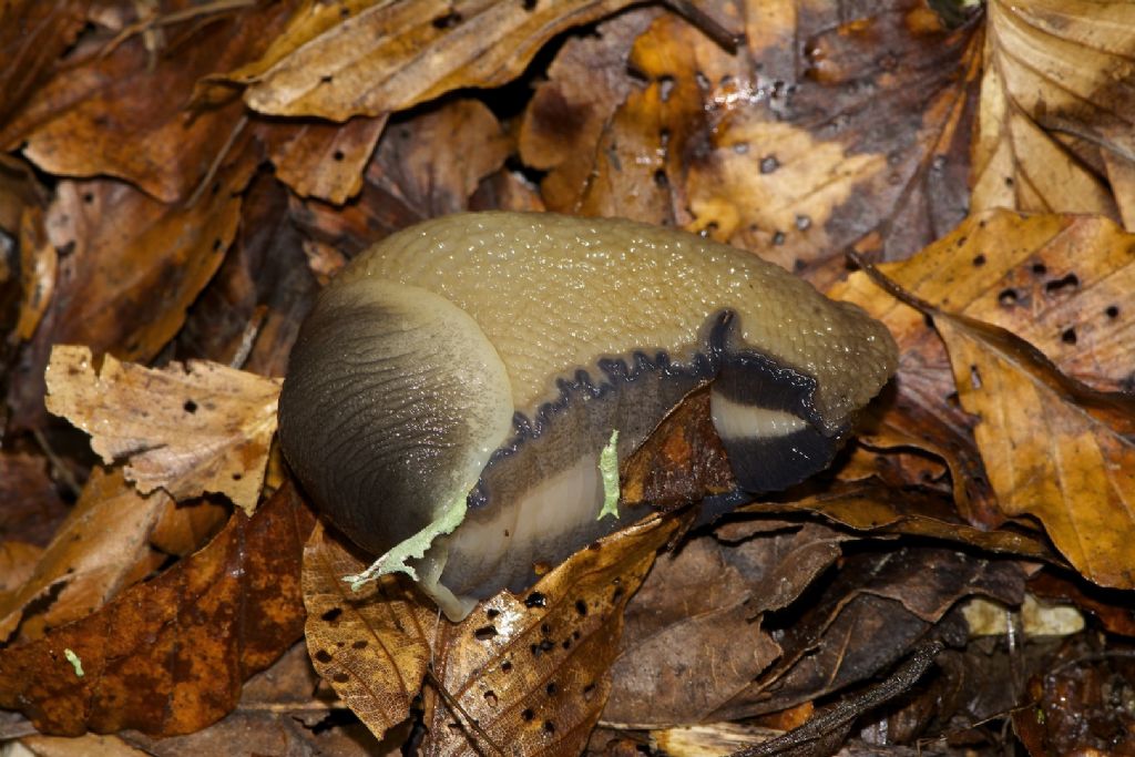 Limax cinereoniger da Grintovec Slovenia