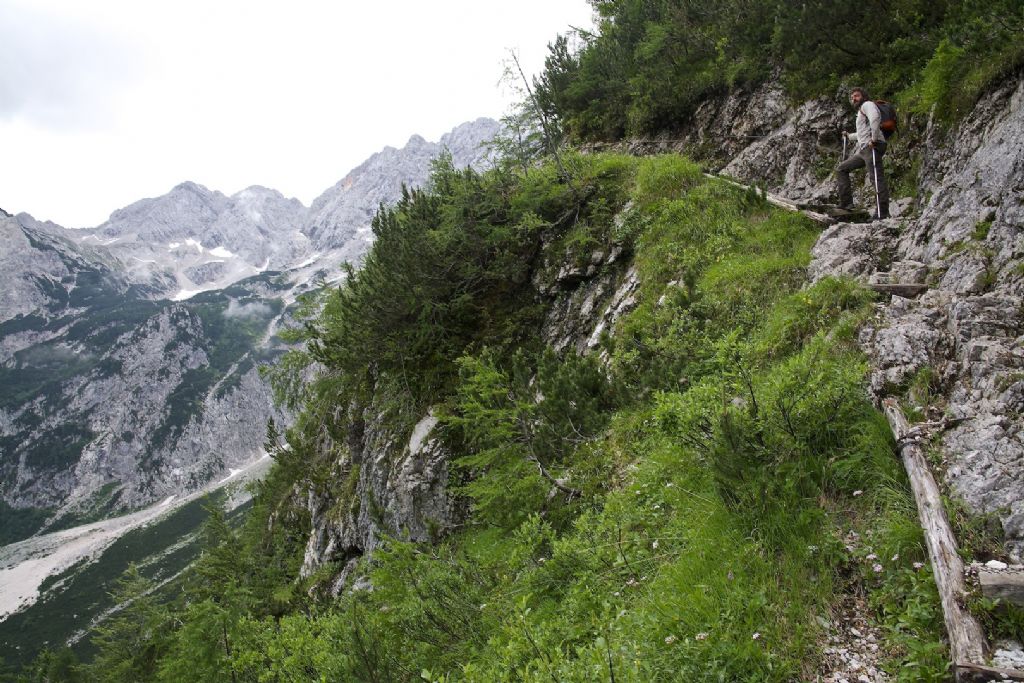 Limax cinereoniger da Grintovec Slovenia