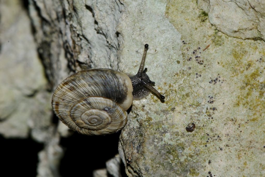 Chilostoma ziegleri (Rossmassler, 1836)