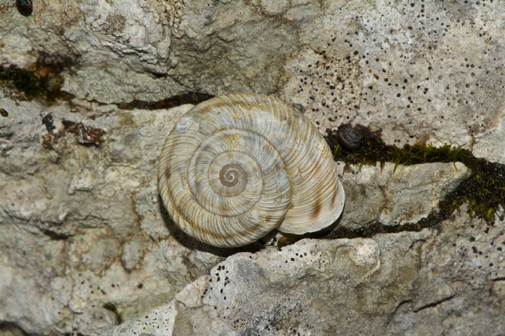 Chilostoma ziegleri (Rossmassler, 1836)