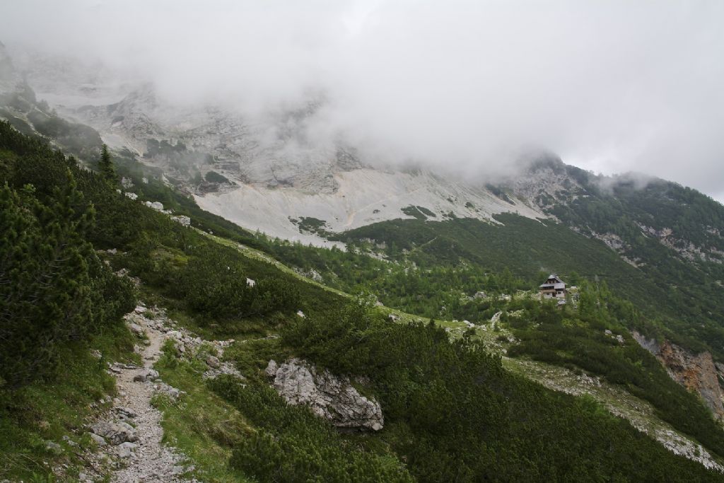 Tandonia ehrmanni ?? Grintovec Slovenia