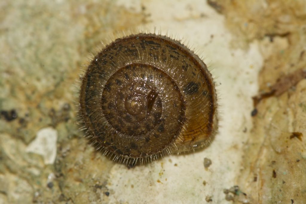 Metafruticicola pellita Creta