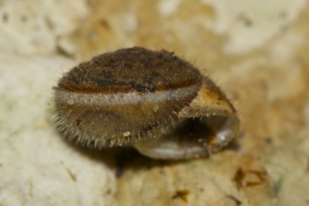 Metafruticicola pellita Creta