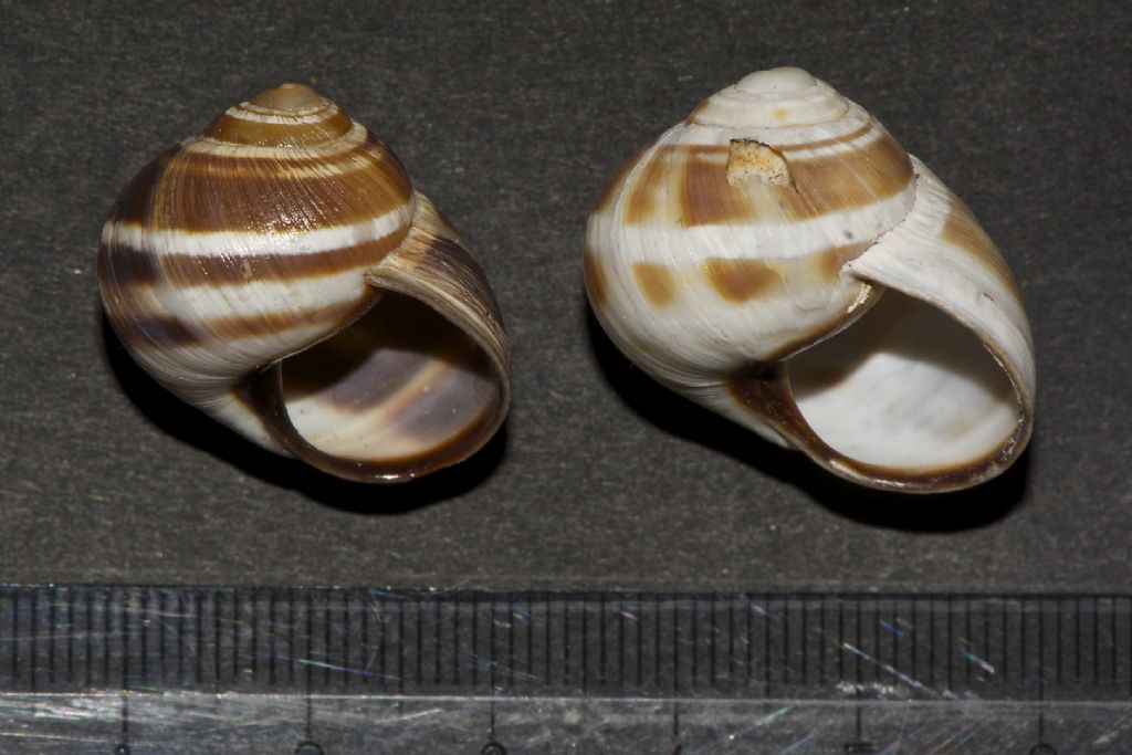 Helix (Helix) pronuba Westerlund & Blanc, 1879