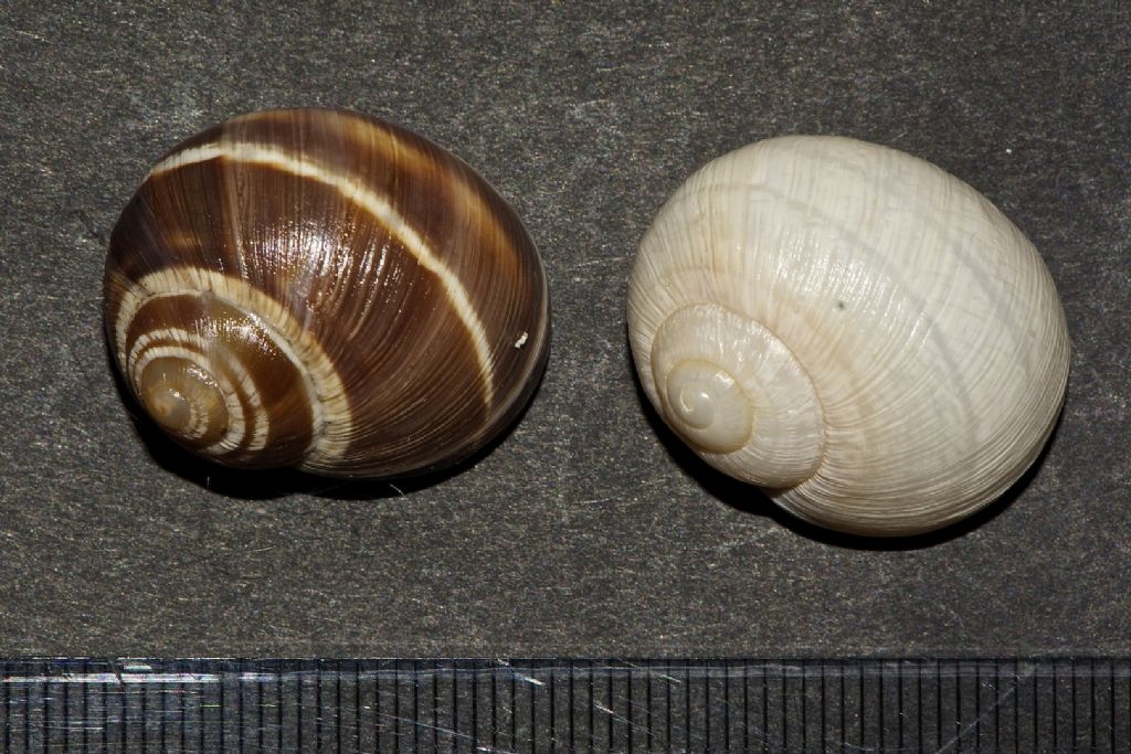 Helix (Helix) pronuba Westerlund & Blanc, 1879