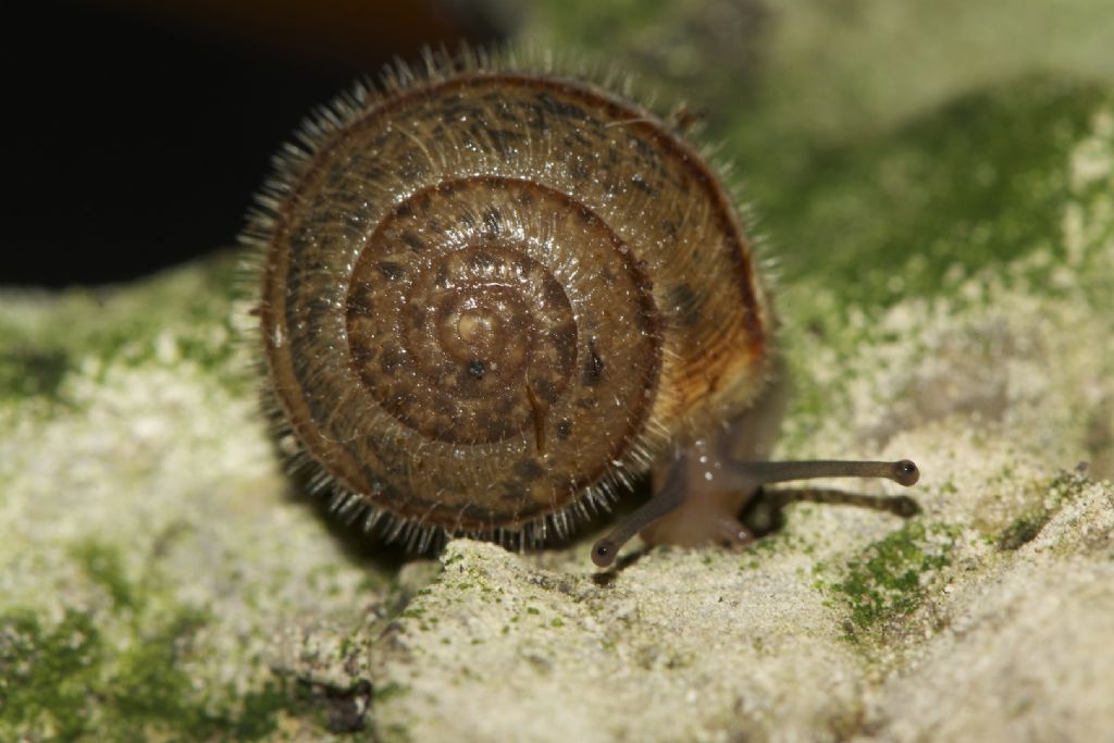 Metafruticicola pellita Creta