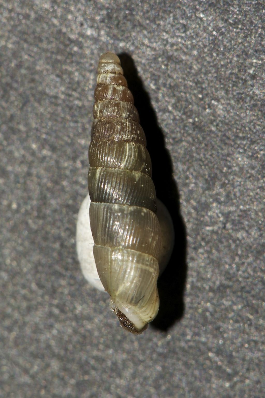 Pseudofusulus varians