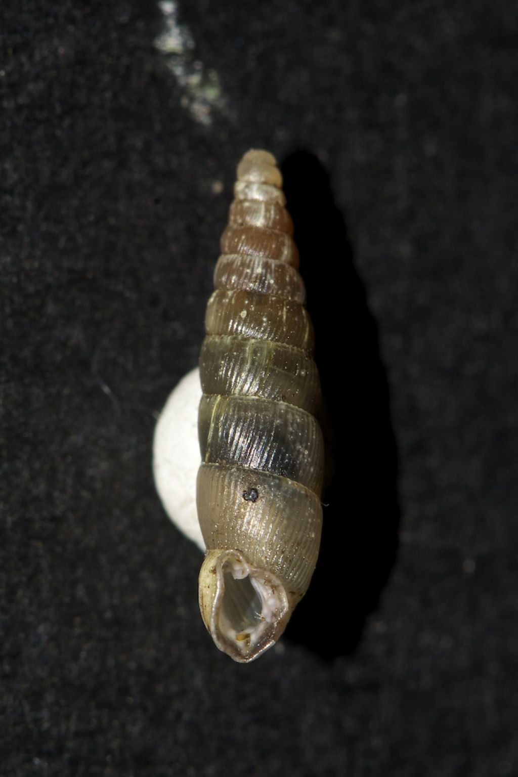 Pseudofusulus varians