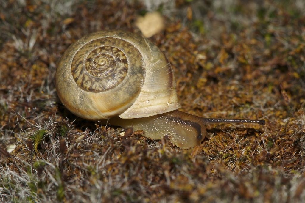 Metafruticicola  noverca (Pfeiffer, 1853) 