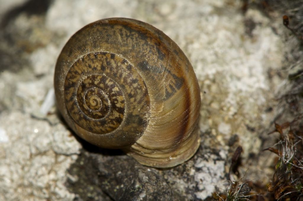 Metafruticicola  noverca (Pfeiffer, 1853) 