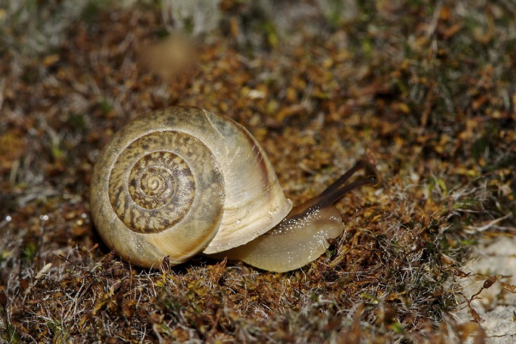 Metafruticicola  noverca (Pfeiffer, 1853) 