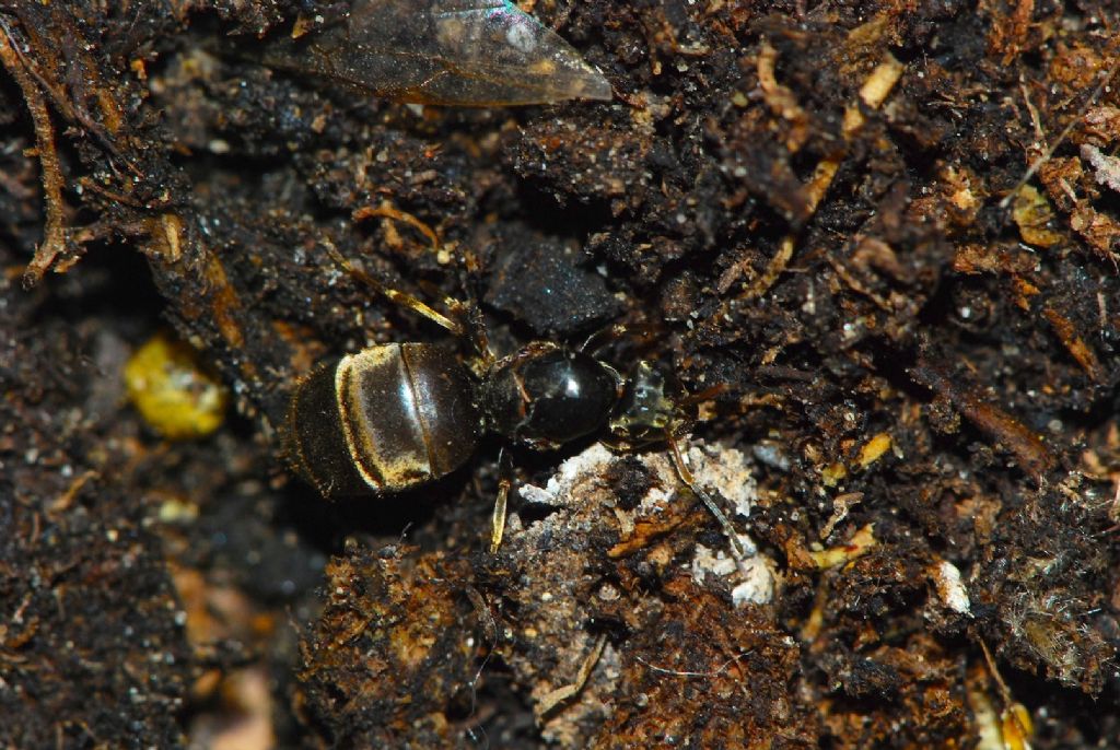 Regina Lasius sp.