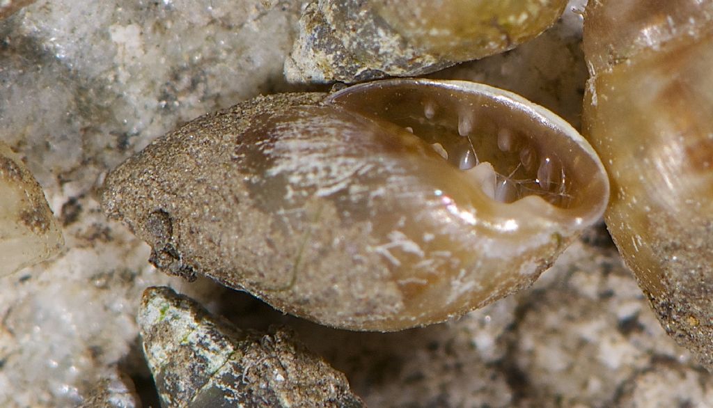 Ovatella denticulata ??  Irlanda