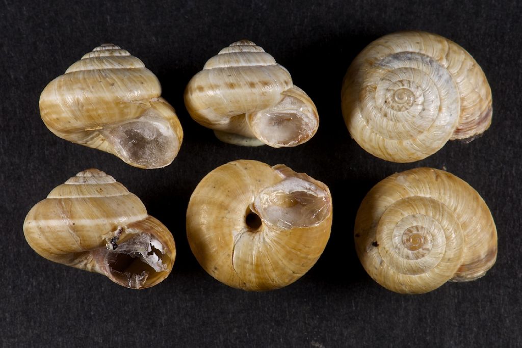 Cernuella virgata Irlanda
