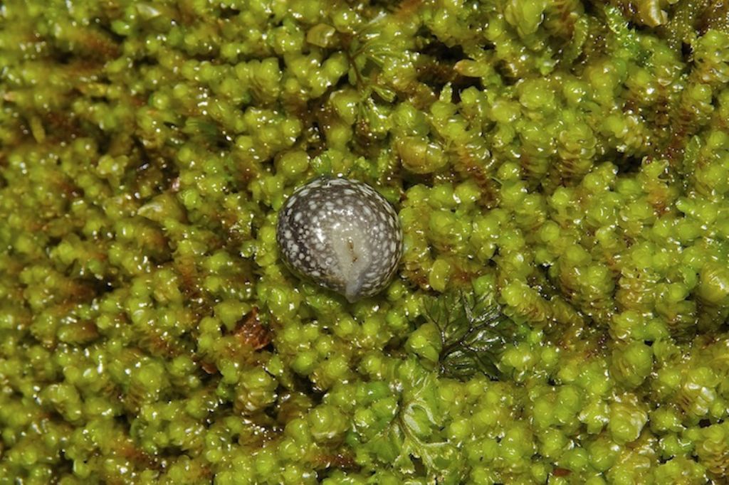 Geomalacus maculosus  Kerry - Irlanda