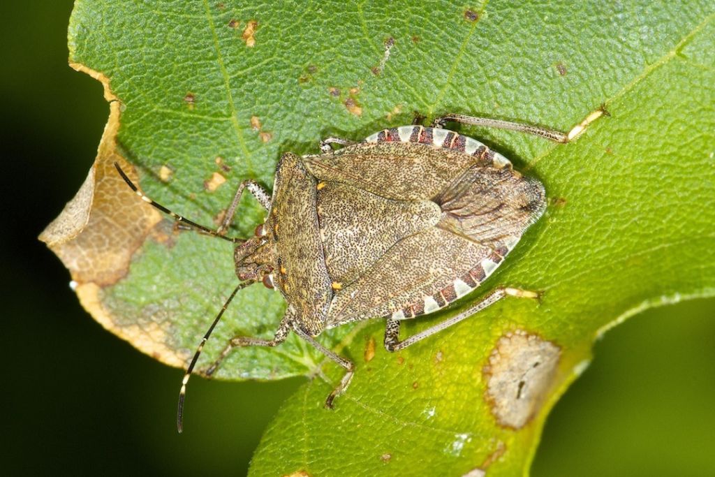 Halyomorpha halys - Bentivoglio (BO)