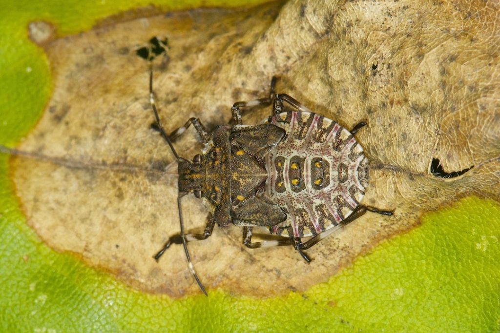 Halyomorpha halys - Bentivoglio (BO)