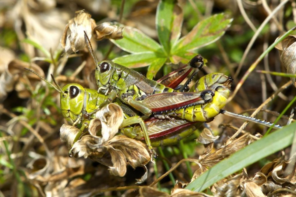 Podisma emiliae (Acrididae)  - Alto appennino tosco emiliano