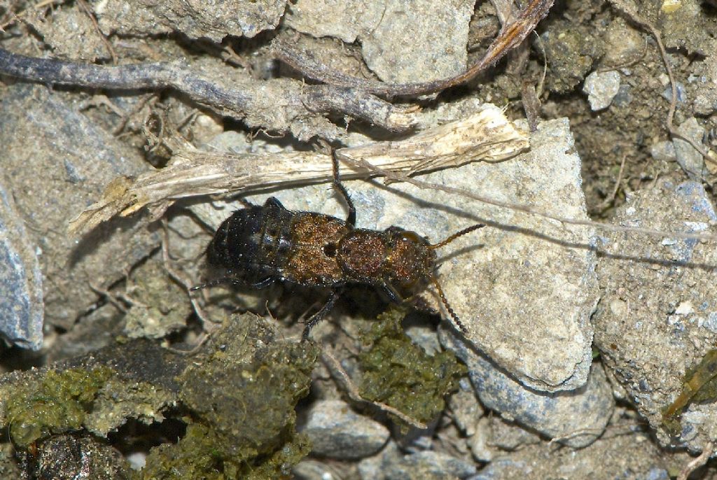 Ontholestes c.f. tessellatus?   No, Ontholestes murinus (Staphylinidae)