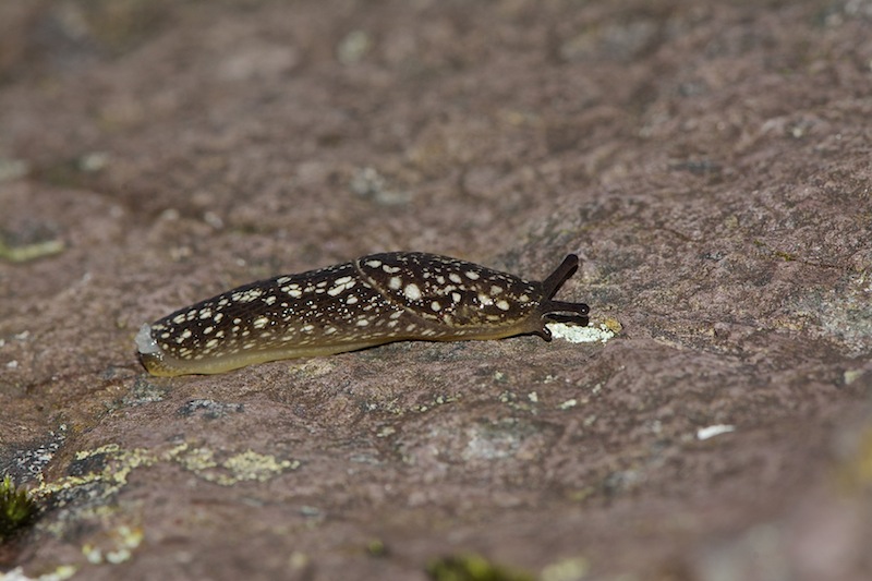 Geomalacus maculosus  Kerry - Irlanda