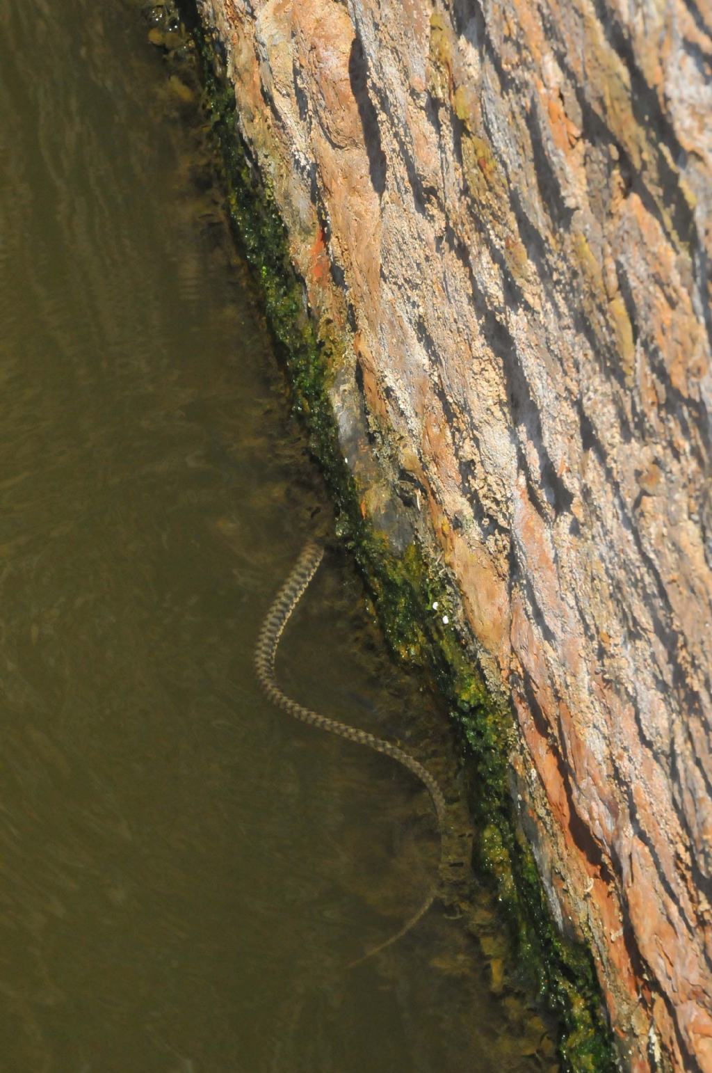 Natrix tassellata? Chiedo conferma