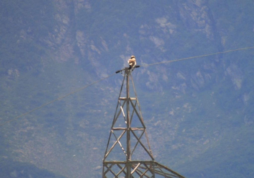 giovane aquila?