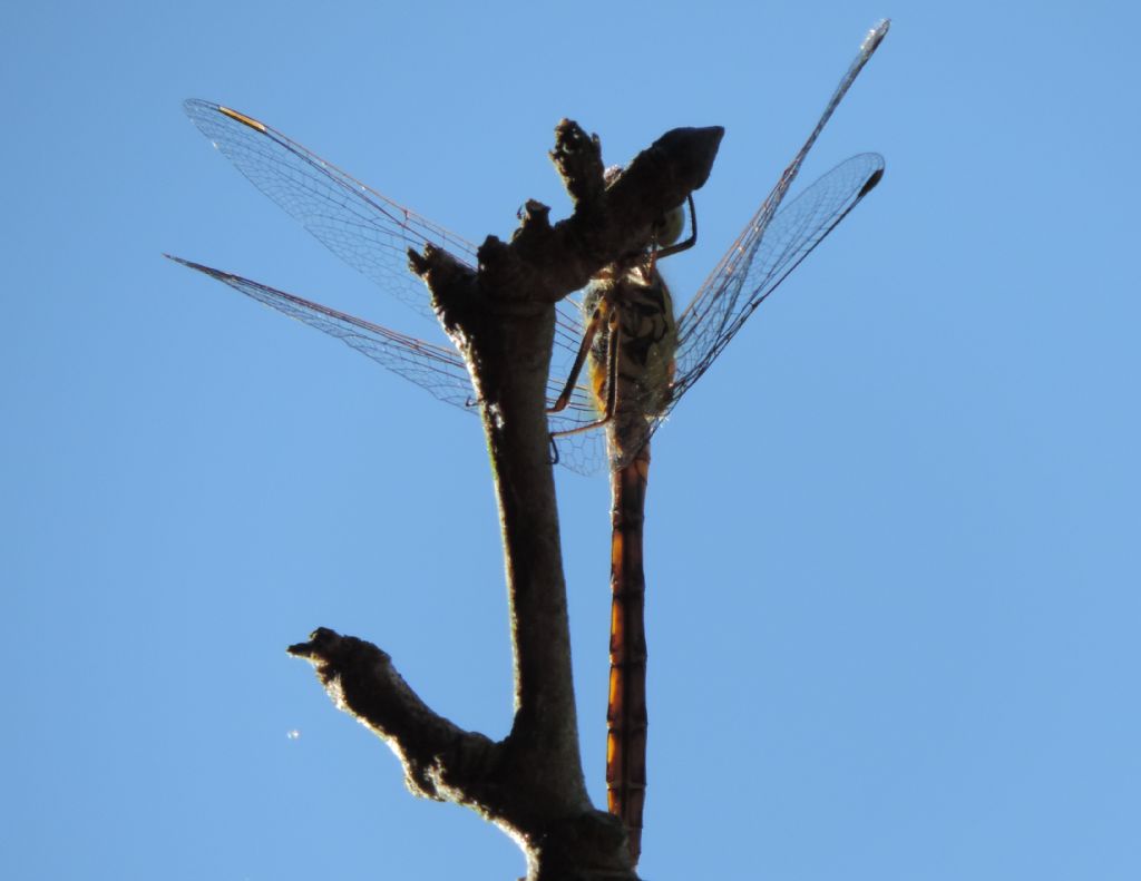 Sympetrum striolatum