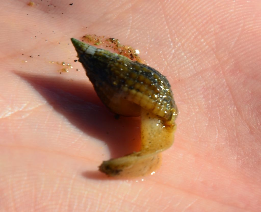 Nassarius nitidus