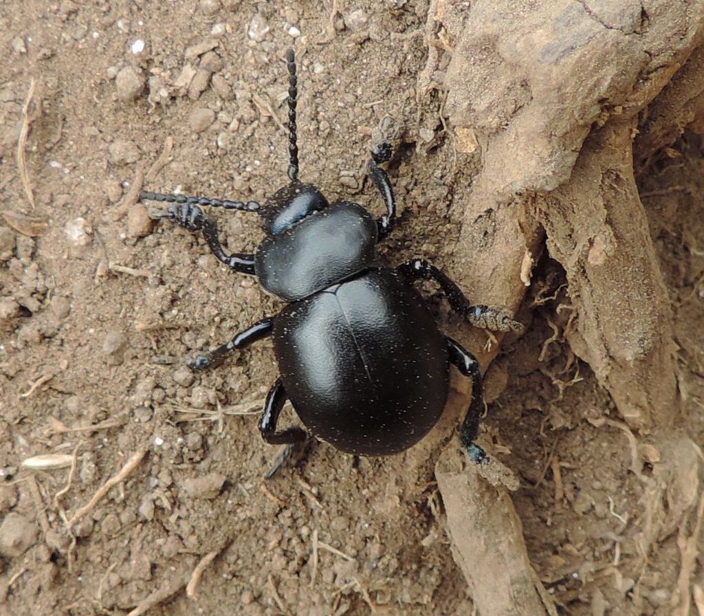coleotteri gemelli- Timarcha tenebricosa (cf.)